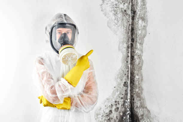 Why You Should Choose Our Mold Remediation Services in Woodcrest, CA